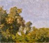 1954 - Alberi a villa Lancellotti