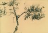 1928 - Ulivo a Sorrento